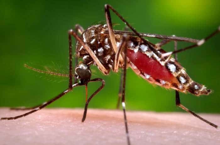 En tiempos de lluvia, a cuidarse del Dengue