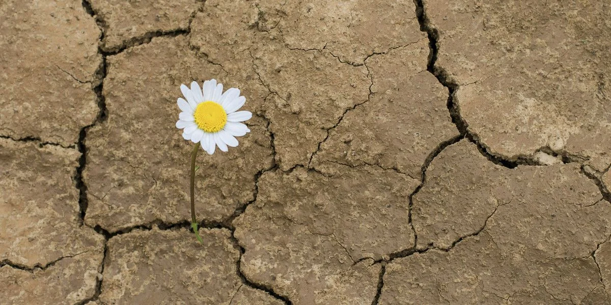 Invitación al webinar gratuito del Instituto Smithsonian sobre su nueva guía de resiliencia de ecosistemas, dirigida a docentes y educadores de ciencias