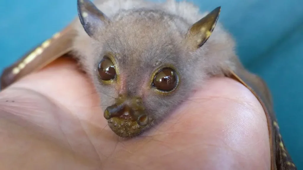 Animales extraños como el pulpo morado y el gusano calamar revelan los secretos que todavía esconden las profundidades del océano