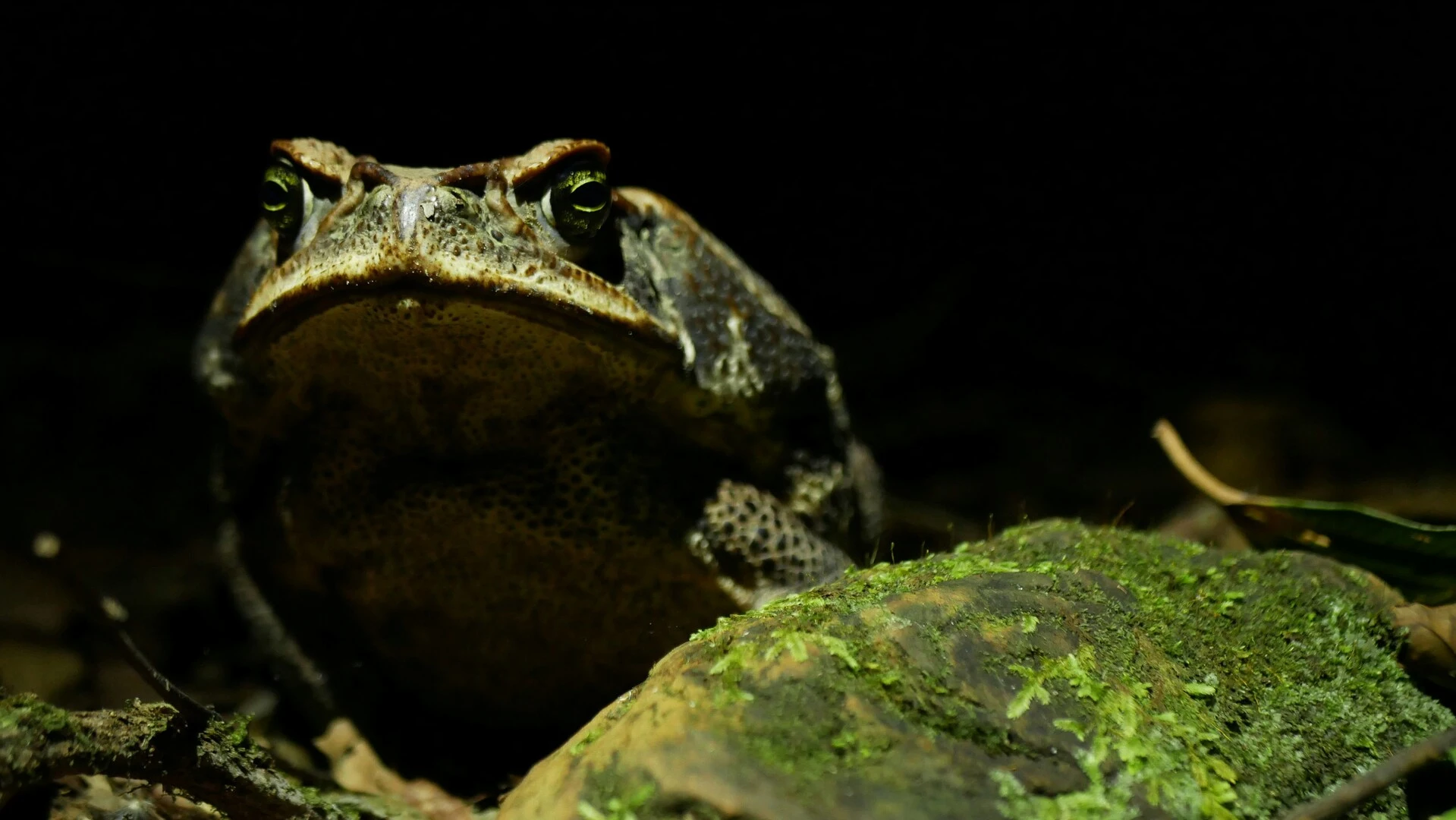 Animales extraños que parecen inventados por sus apariencias, comportamientos y habilidades desarrolladas mediante la evolución