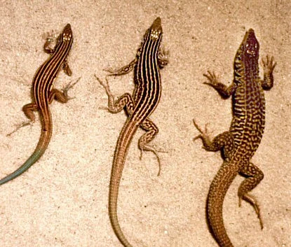 Animales extraños como el sapo de nariz puntiaguda descubierto en Colombia muestran la sorprendente biodiversidad de la selva del Chocó