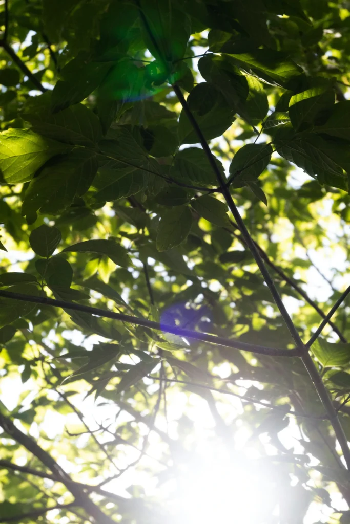 Komorebi y Shinrin-Yoku son palabras japonesas intraducibles relacionadas con la naturaleza, la calma y el bienestar