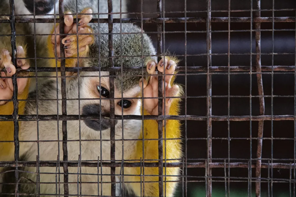 El tráfico ilegal de fauna silvestre pone en riesgo a los animales exóticos, sus poblaciones y el equilibrio de los ecosistemas